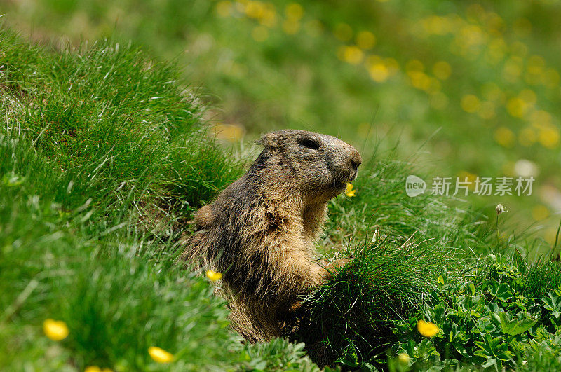 高山土拨鼠 (Marmota marmota)